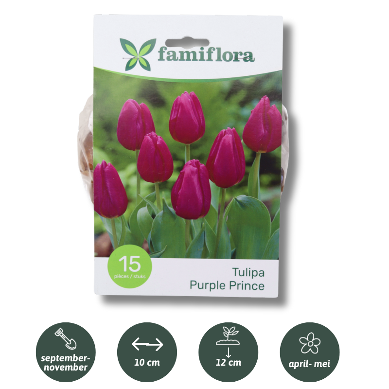 Famiflora Purple Prince - 15 bulbs - Spring flowering bulbs