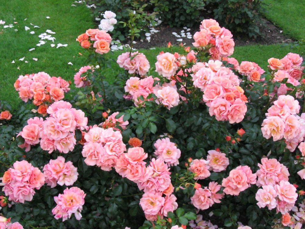 Plantenfiche-Rosa-Kororbe-Aprikola-