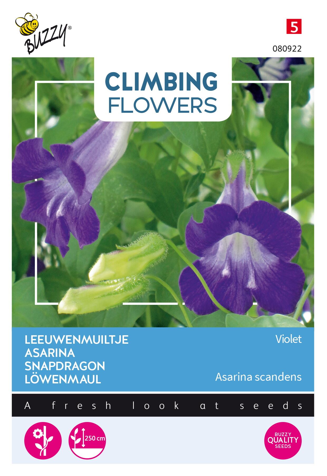 Buzzy-Flowering-Climbers-Asarina-Violet