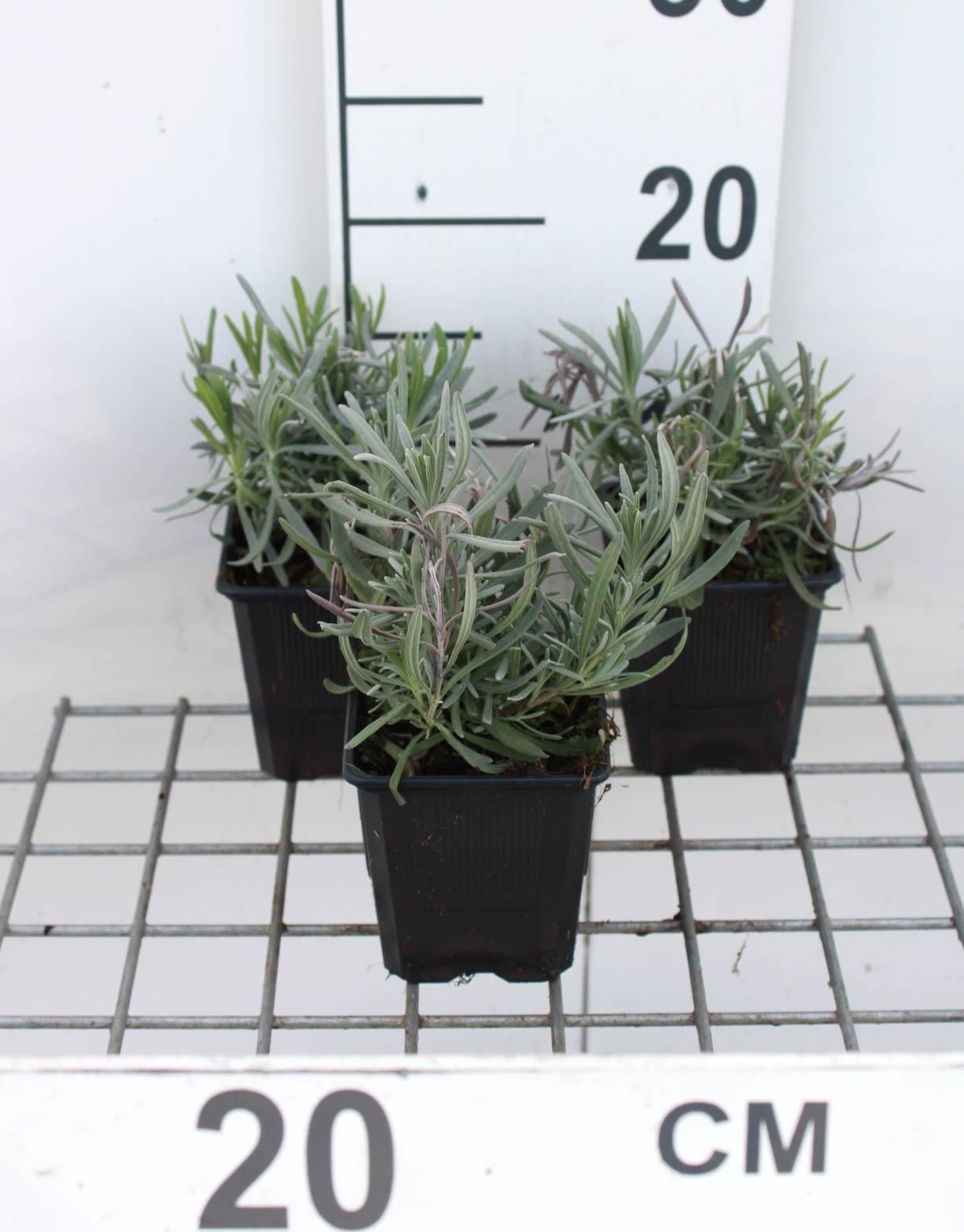 Lavandula x intermedia 'Dutch' - pot 9x9 cm (Lavender)