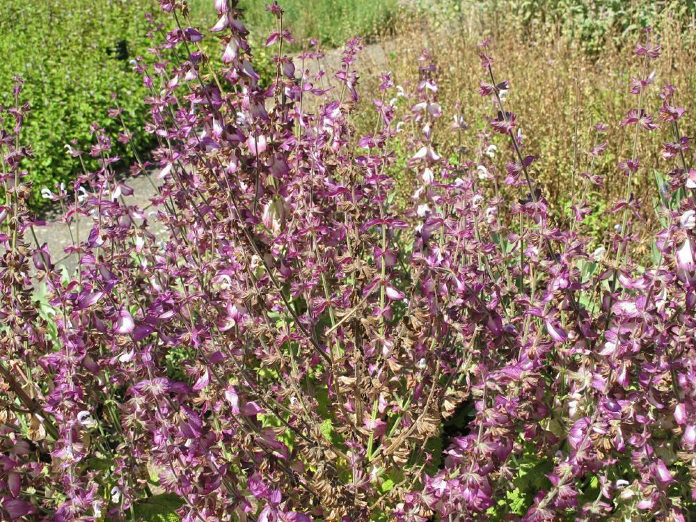 Plantenfiche-Salvia-sclarea