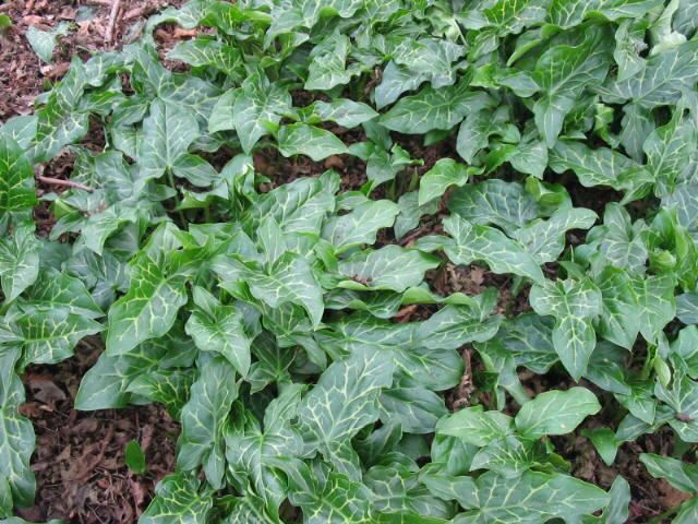 Plantenfiche-Arum-italicum