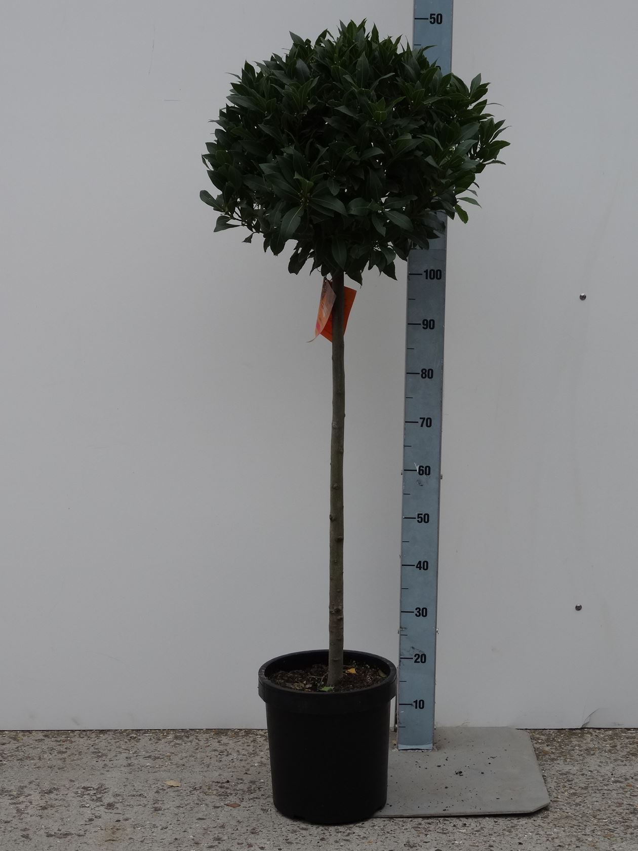 Laurus nobilis - pot 5L - bolvorm op stamhoogte 80cm - ø50-55 cm