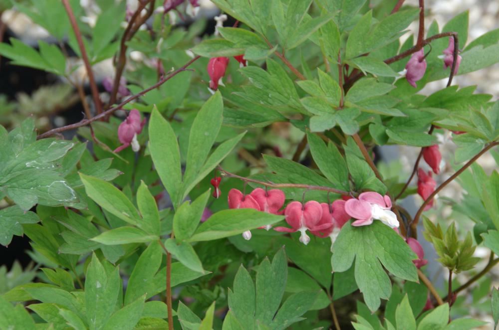 Plantenfiche-Dicentra-spectabilis-Hordival-
