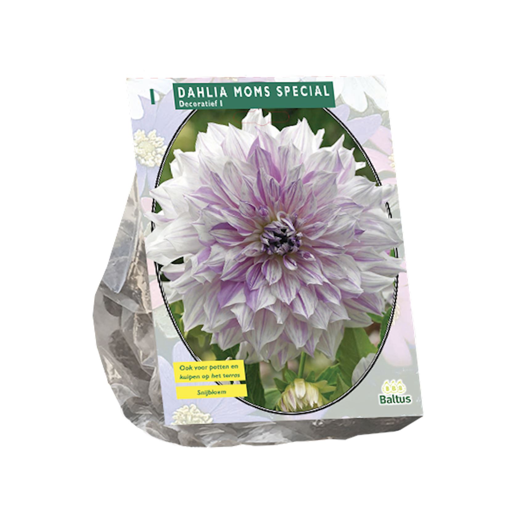 Baltus dahlia 'Mom's Special' - Decoratief - Voorjaarsbloembollen - 1 bol (wit, paars)