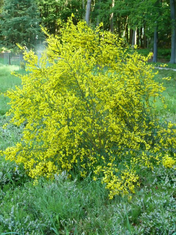 Plantenfiche-Cytisus-scoparius