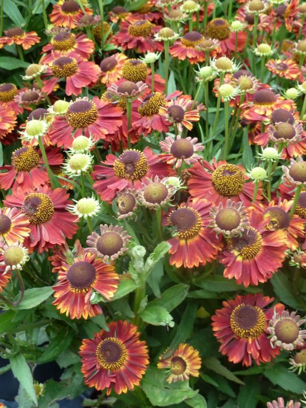 Plantenfiche-Helenium-Siesta-
