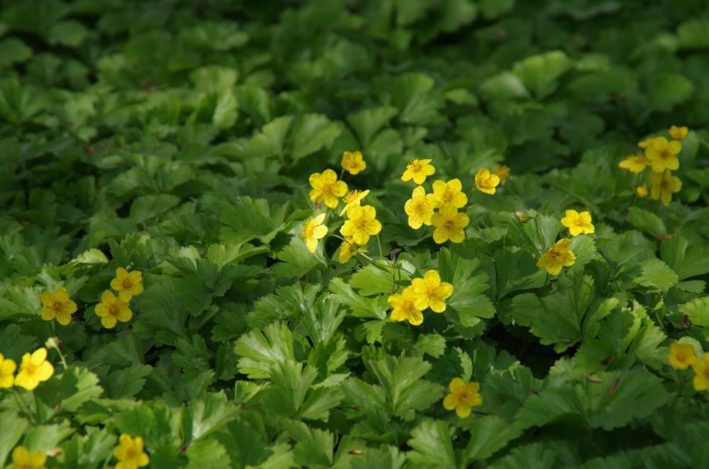 Plantenfiche-Waldsteinia-ternata