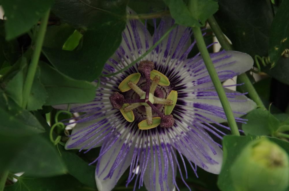 Plantenfiche-Passiflora-Duuk-