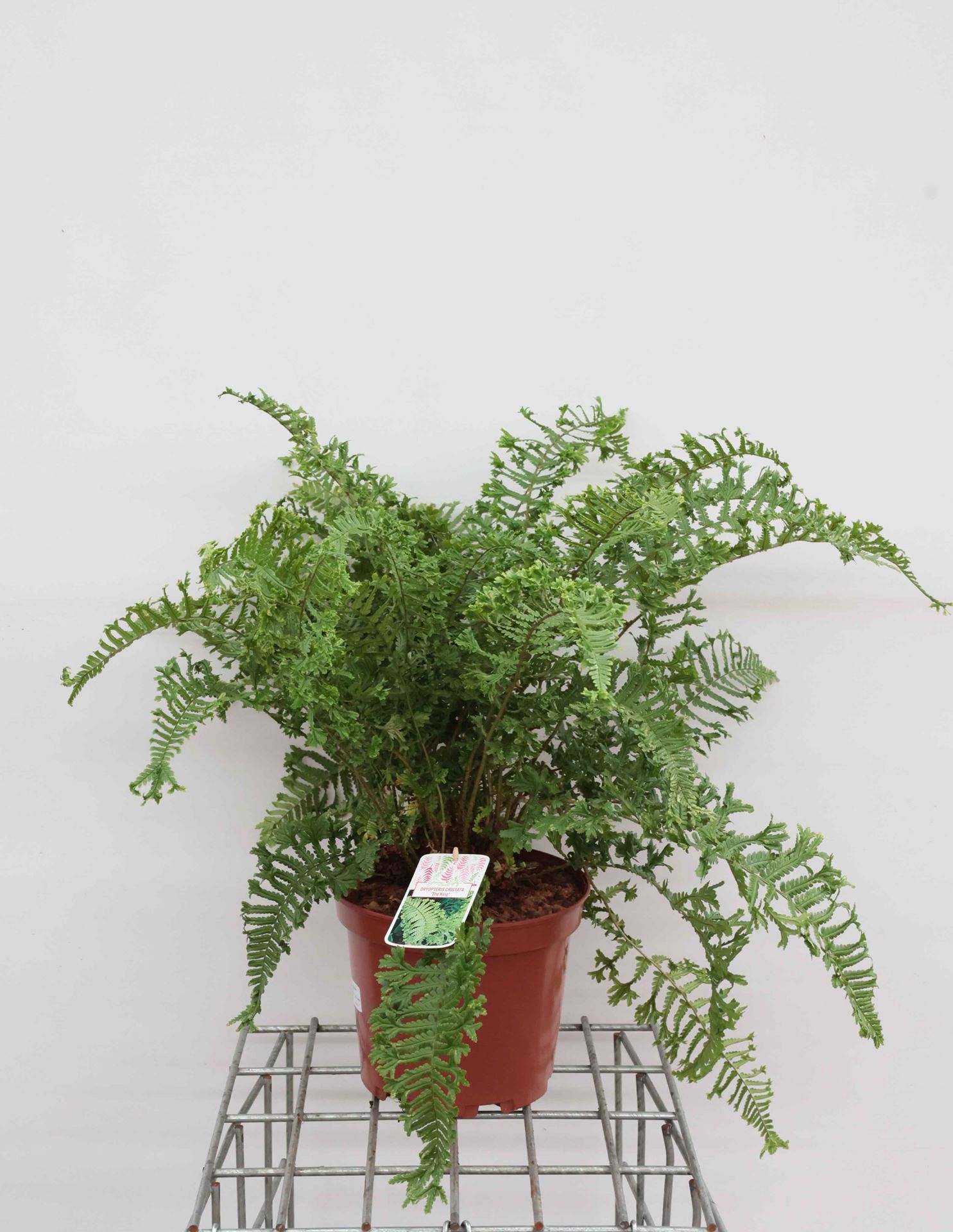 Dryopteris affinis 'Cristata' - pot 7,5L