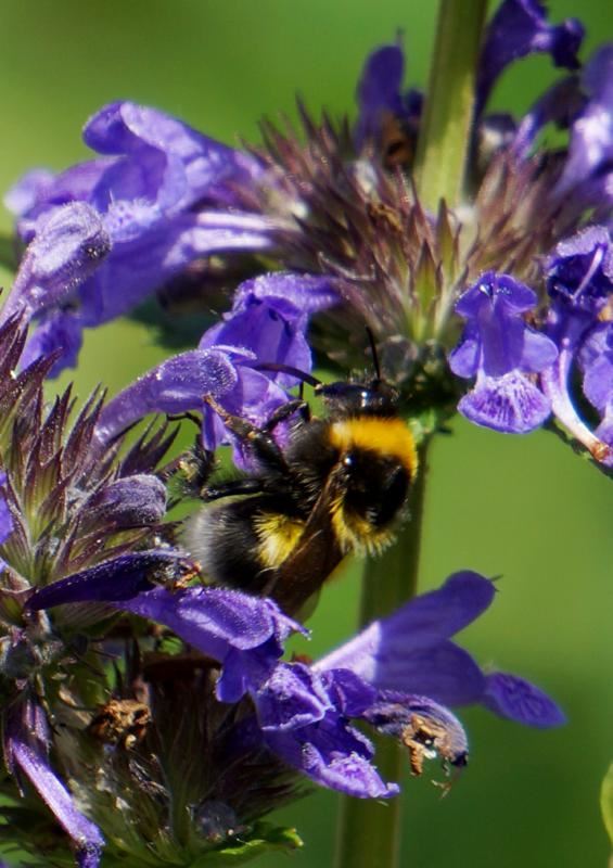 Plantenfiche-Nepeta-Bokratune-