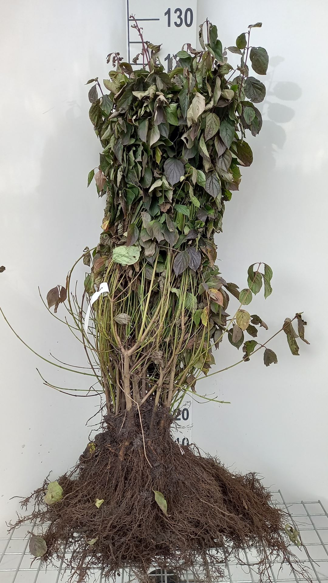 Cornus sanguinea - bare root - 60-90 cm