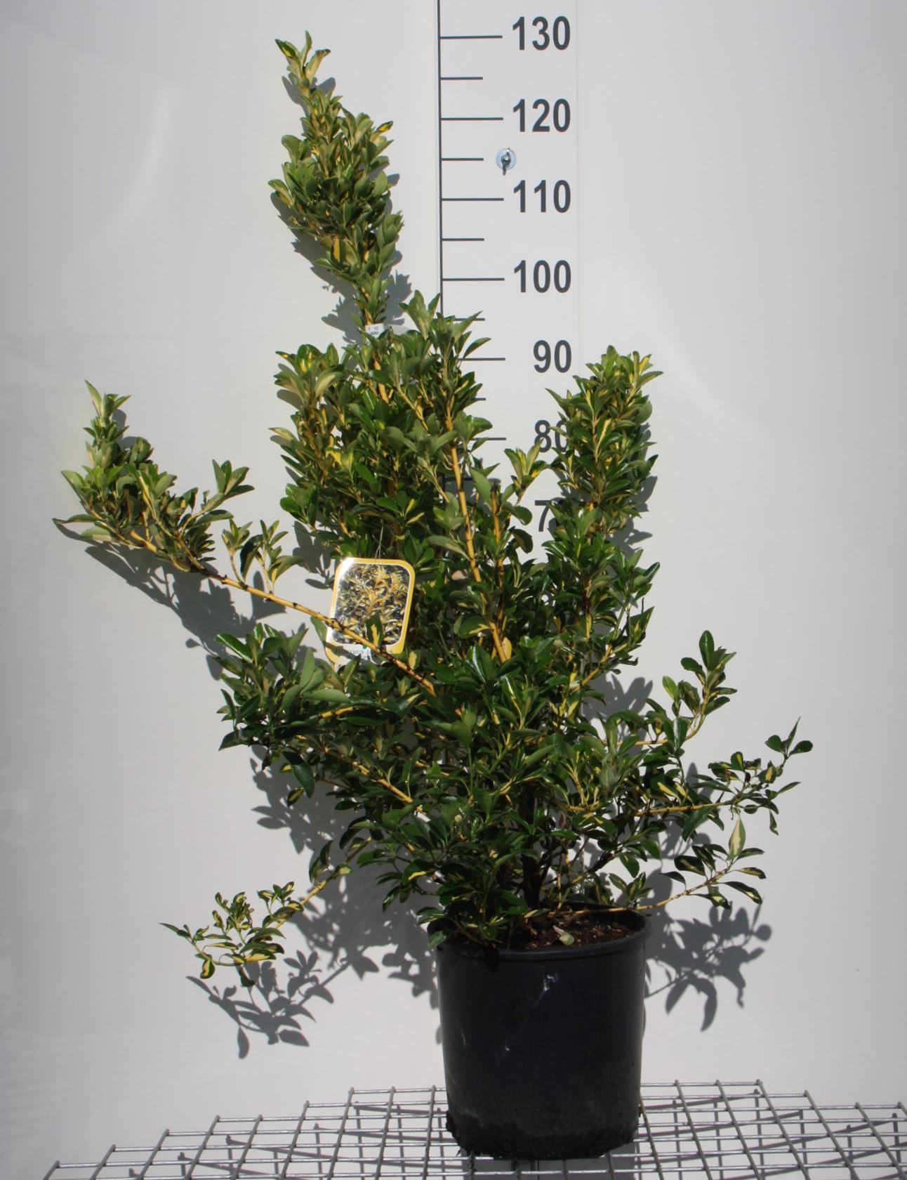 Euonymus japonicus 'Aureus' - pot 10L - 60-80 cm