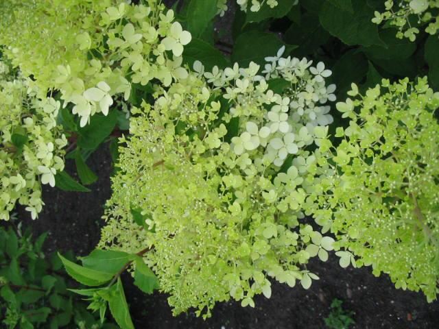 Plantenfiche-Hydrangea-paniculata-Phantom-