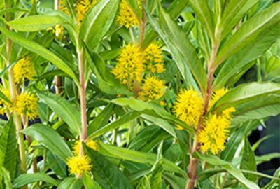 Lysimachia thyrsiflora - pot 9x9 cm