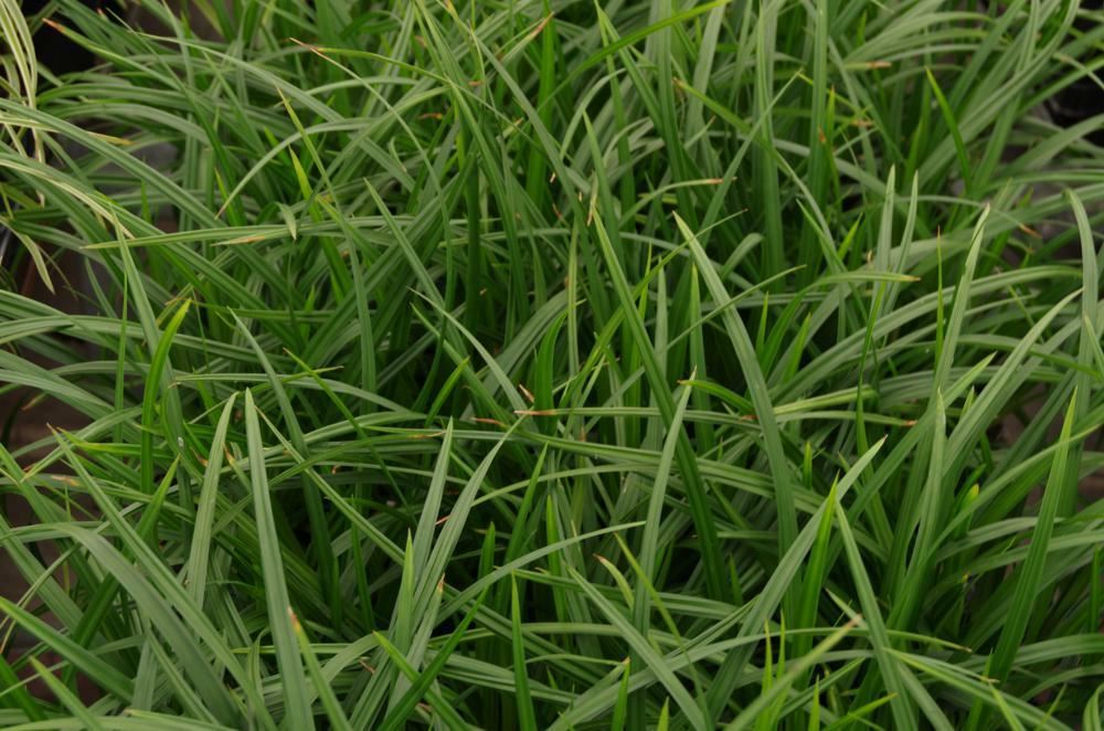Plantenfiche-Carex-morrowii-Irish-Green-
