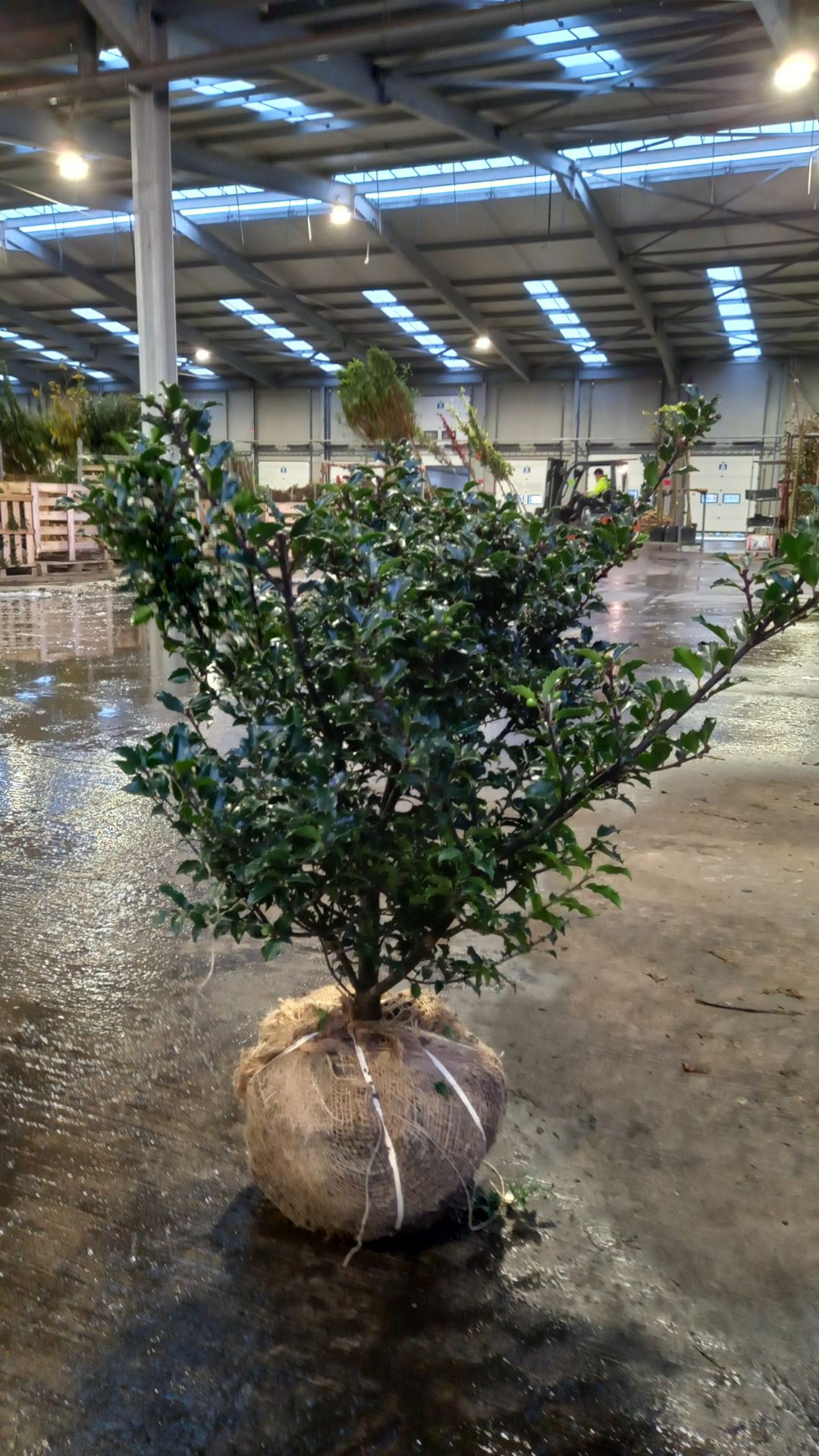 Ilex x meserveae 'Blue Princess' - clod of earth - 80-100 cm