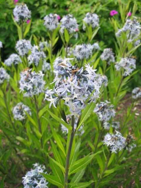 Plantenfiche-Amsonia-illustris