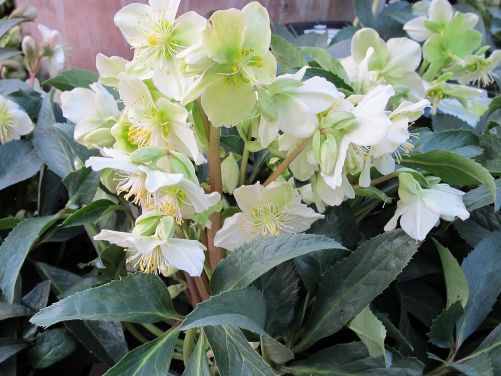 Plantenfiche-Helleborus-x-nigercors-Snow-Love-