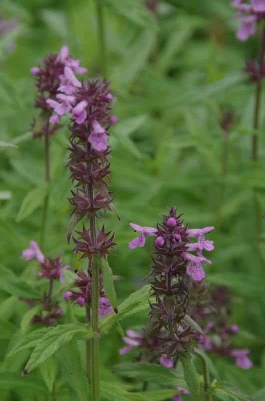 Plantenfiche-Stachys-palustris