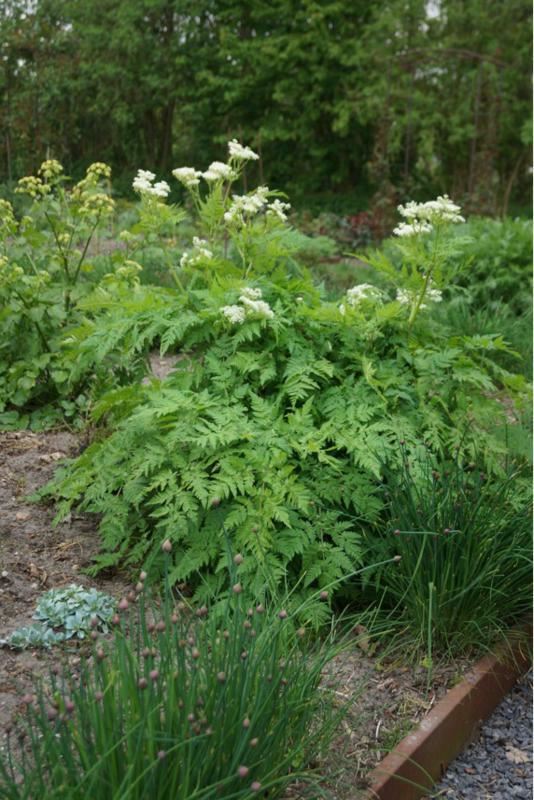 Plantenfiche-Myrrhis-odorata