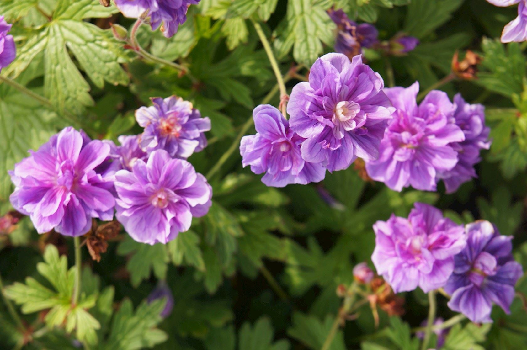 Plantenfiche-Geranium-himalayense-Plenum-