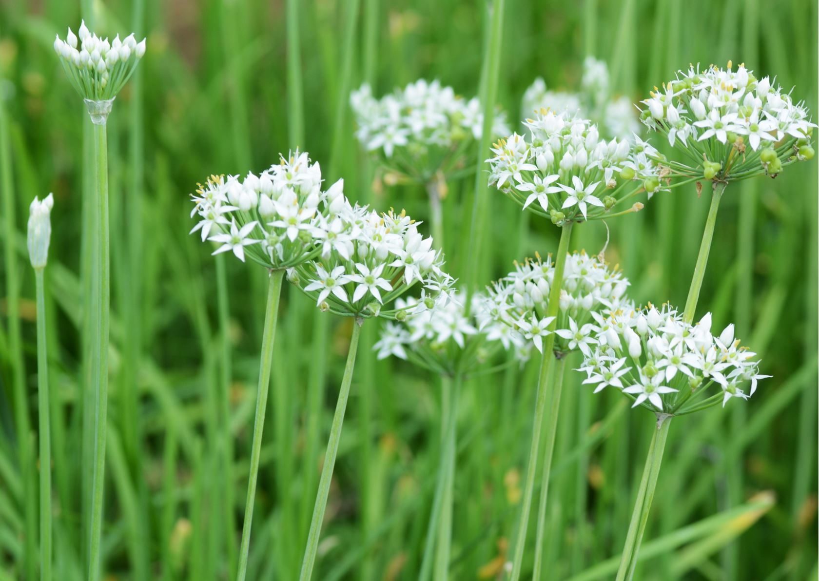 Chinese-bieslook-snijknoflook-pot-13-cm-Allium-tuberosum-