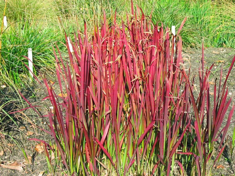 Plantenfiche-Imperata-cylindrica-Red-Baron-