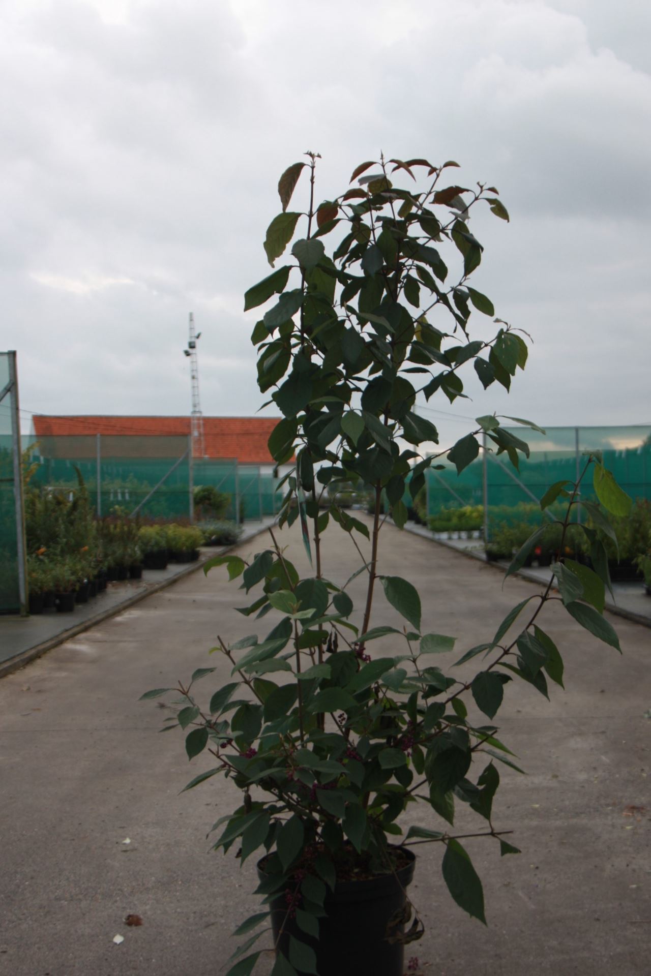 Callicarpa bodinieri 'Profusion' - pot 12L - 100-125 cm