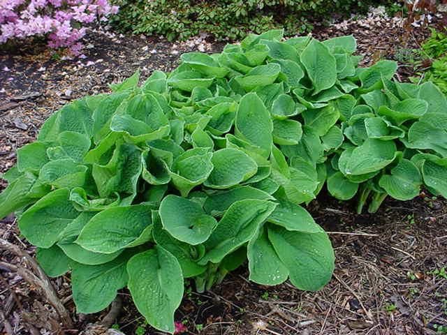 Plantenfiche-Hosta-Elegans-