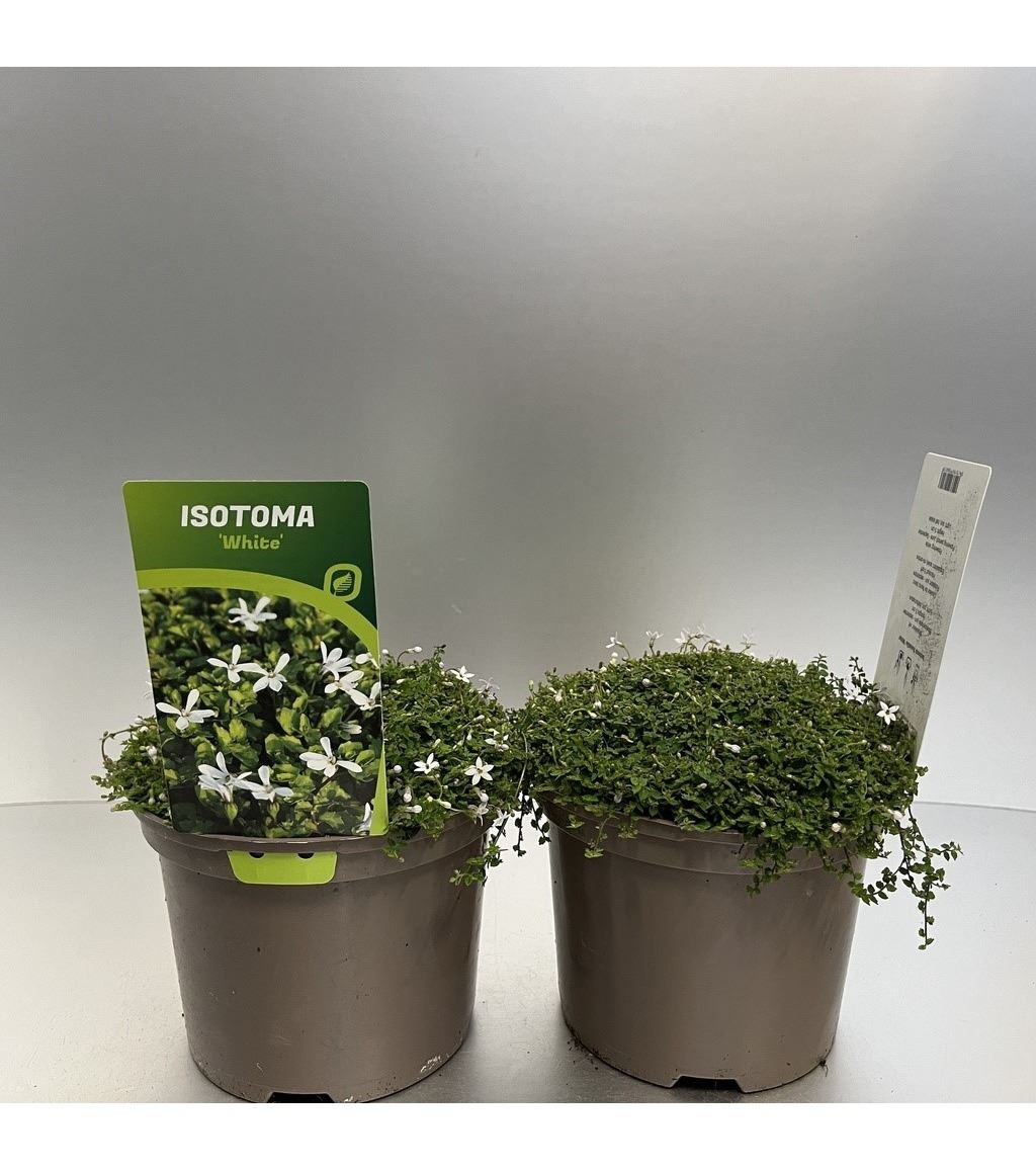 Isotoma fluviatilis 'Alba' - pot 9x9 cm