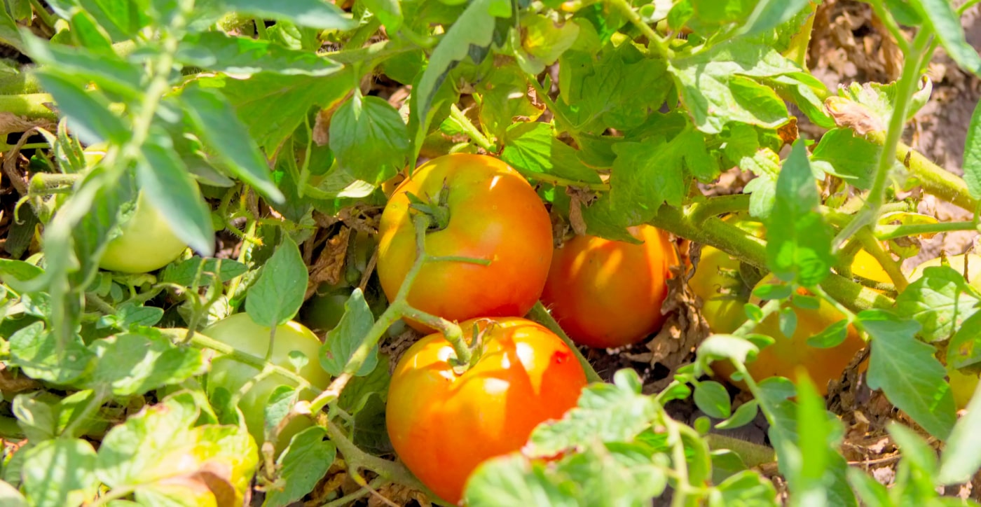 Groeiende tomaten in moestuin