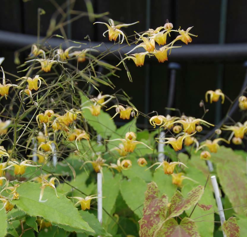Plantenfiche-Epimedium-Amber-Queen-