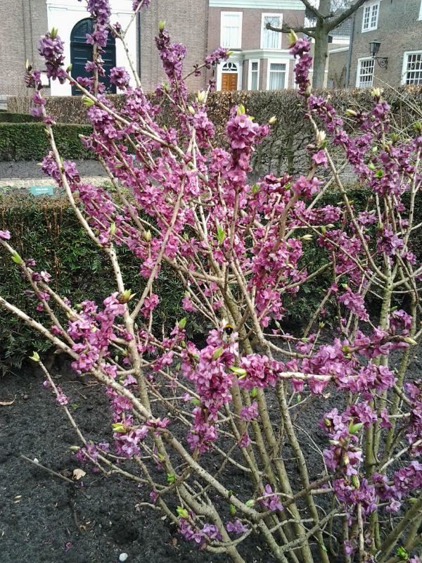 Plantenfiche-Daphne-mezereum-Rubra-