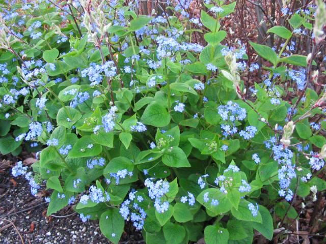 Plantenfiche-Brunnera-macrophylla