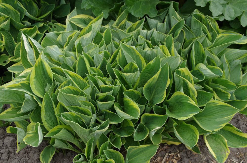Plantenfiche-Hosta-Fortunei-Aureomarginata-