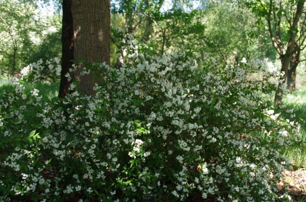 Plantenfiche-Deutzia-x-rosea-Campanulata-
