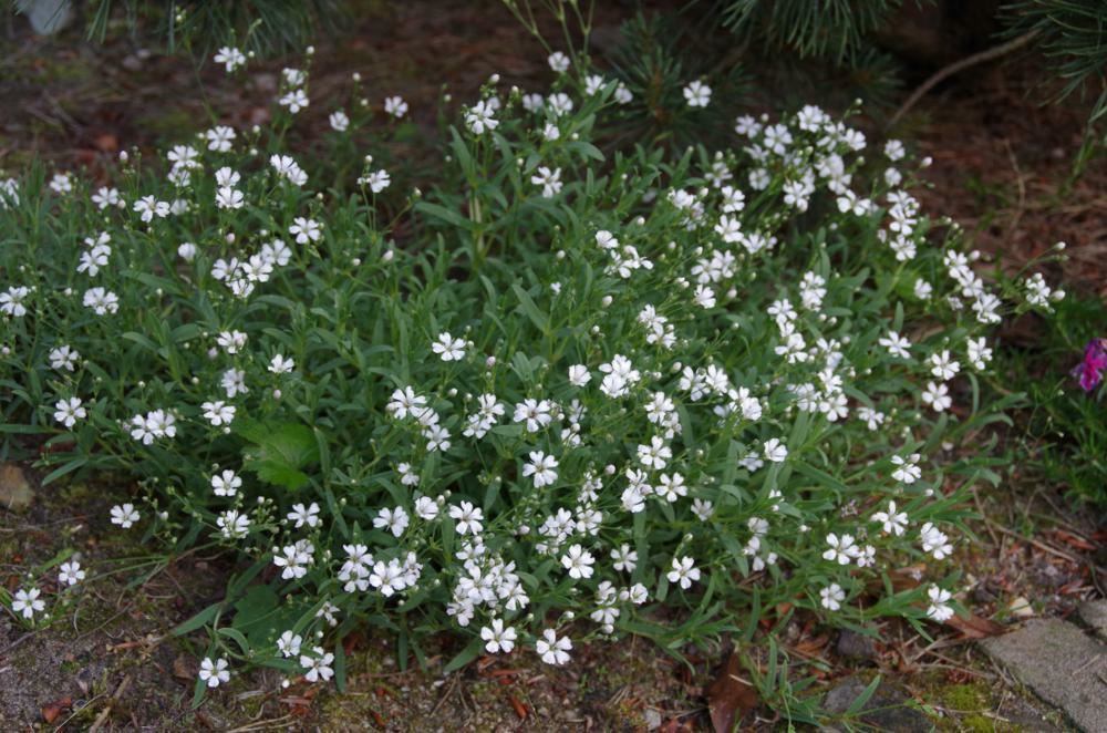 Plantenfiche-Gypsophila-repens-Alba-