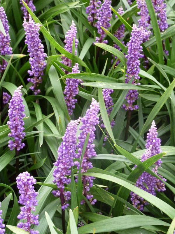 Plantenfiche-Liriope-muscari-Royal-Purple-