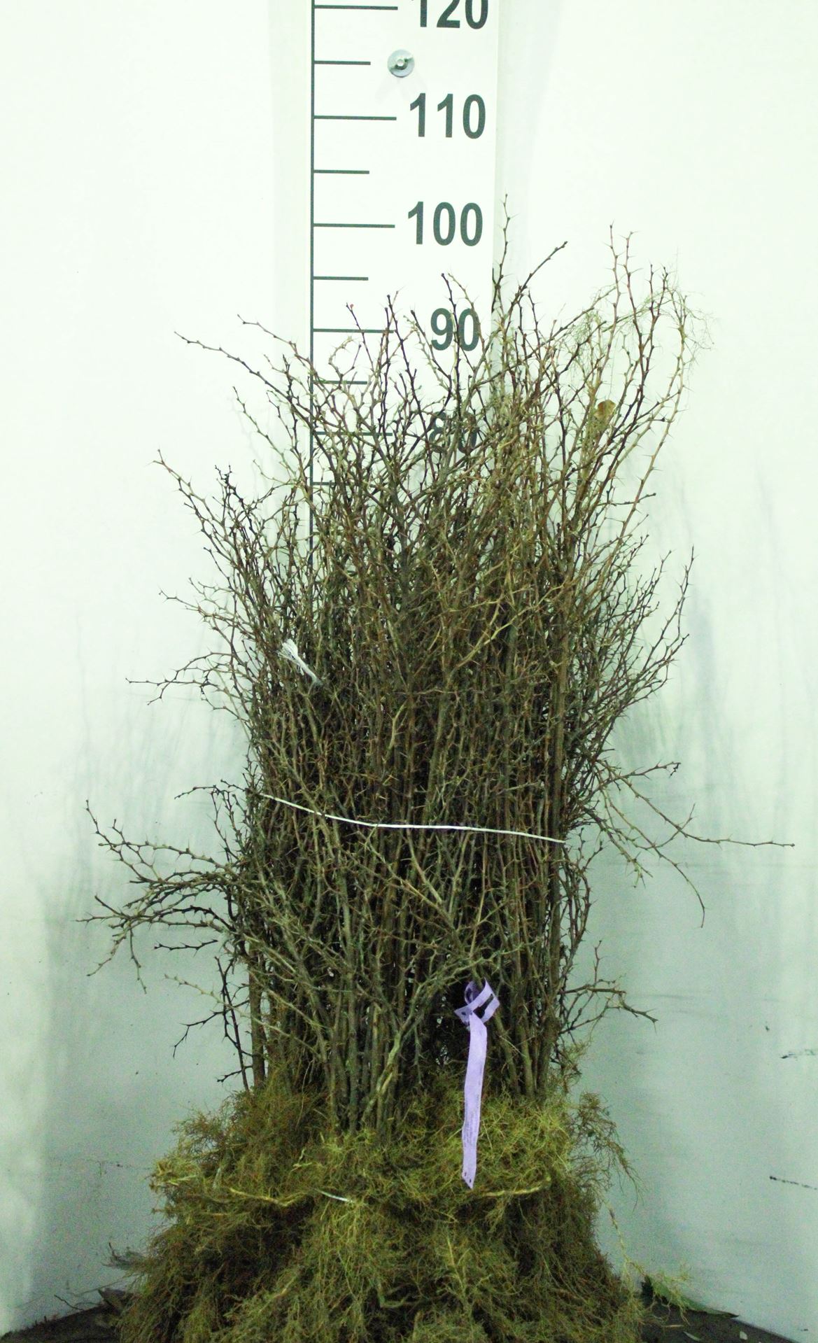 Berberis thunbergii - blote wortel - 40-60 cm - 3-5 takken