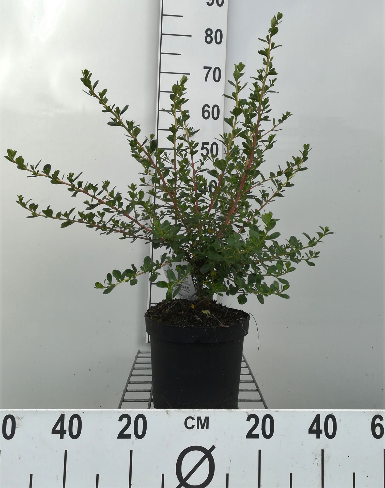 Escallonia 'Donard Seedling' - pot - 40-50 cm