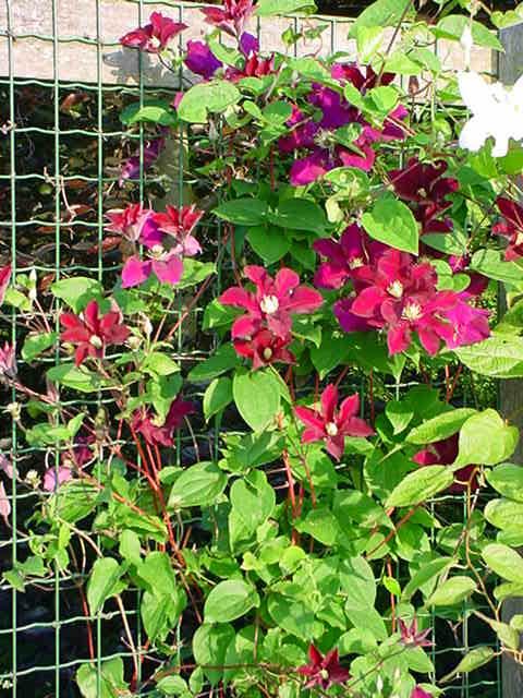 Plantenfiche-Clematis-Warszawska-Nike-