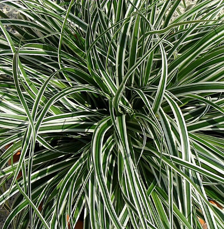 Plantenfiche-Carex-oshimensis-Fiwhite-