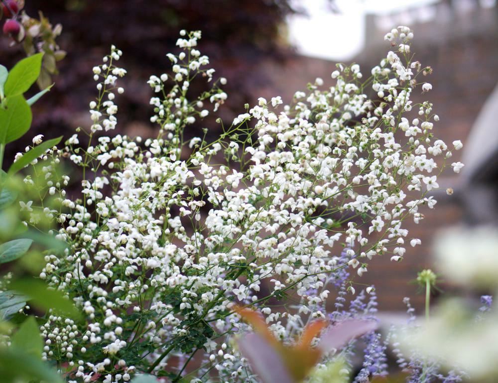 Plantenfiche-Thalictrum-delavayi-FR21034-Splendide-White-