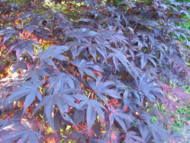 Plantenfiche-Acer-palmatum-Bloodgood-