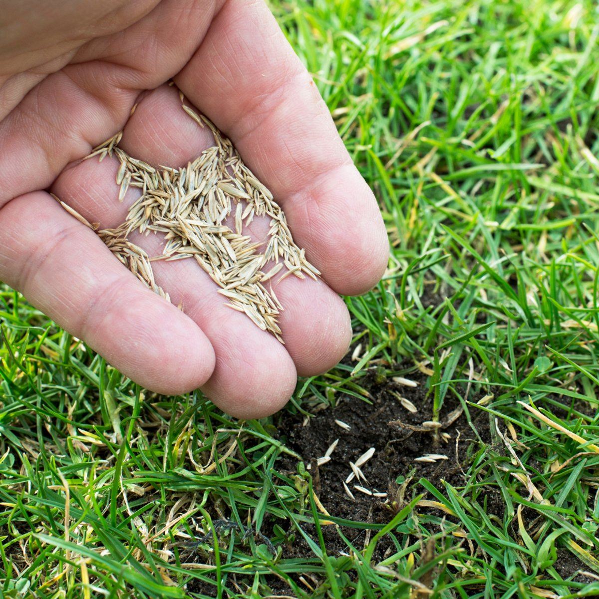 Graszaad-met-miniclover-2KG-100m-