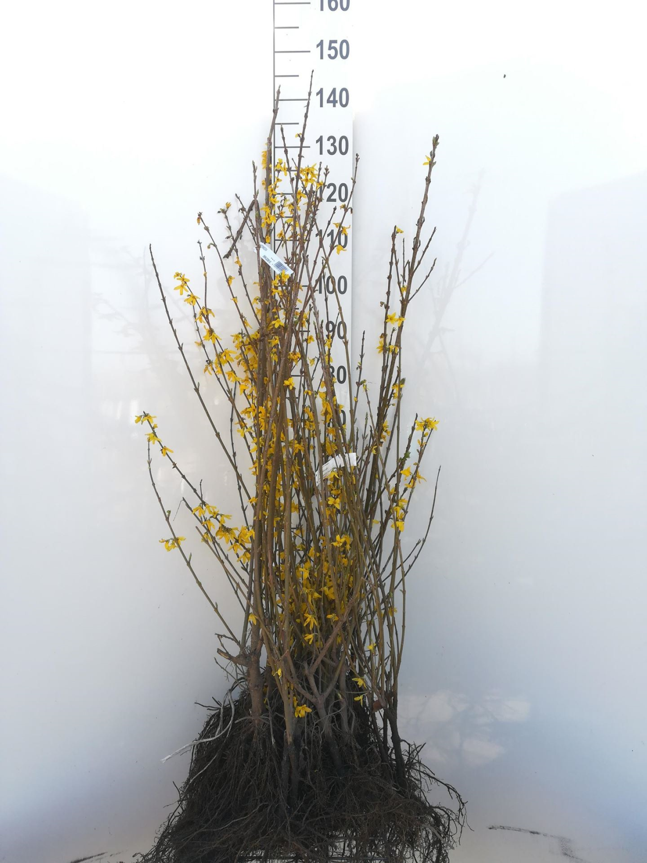 Forsythia x intermedia - bare root - 60-90 cm
