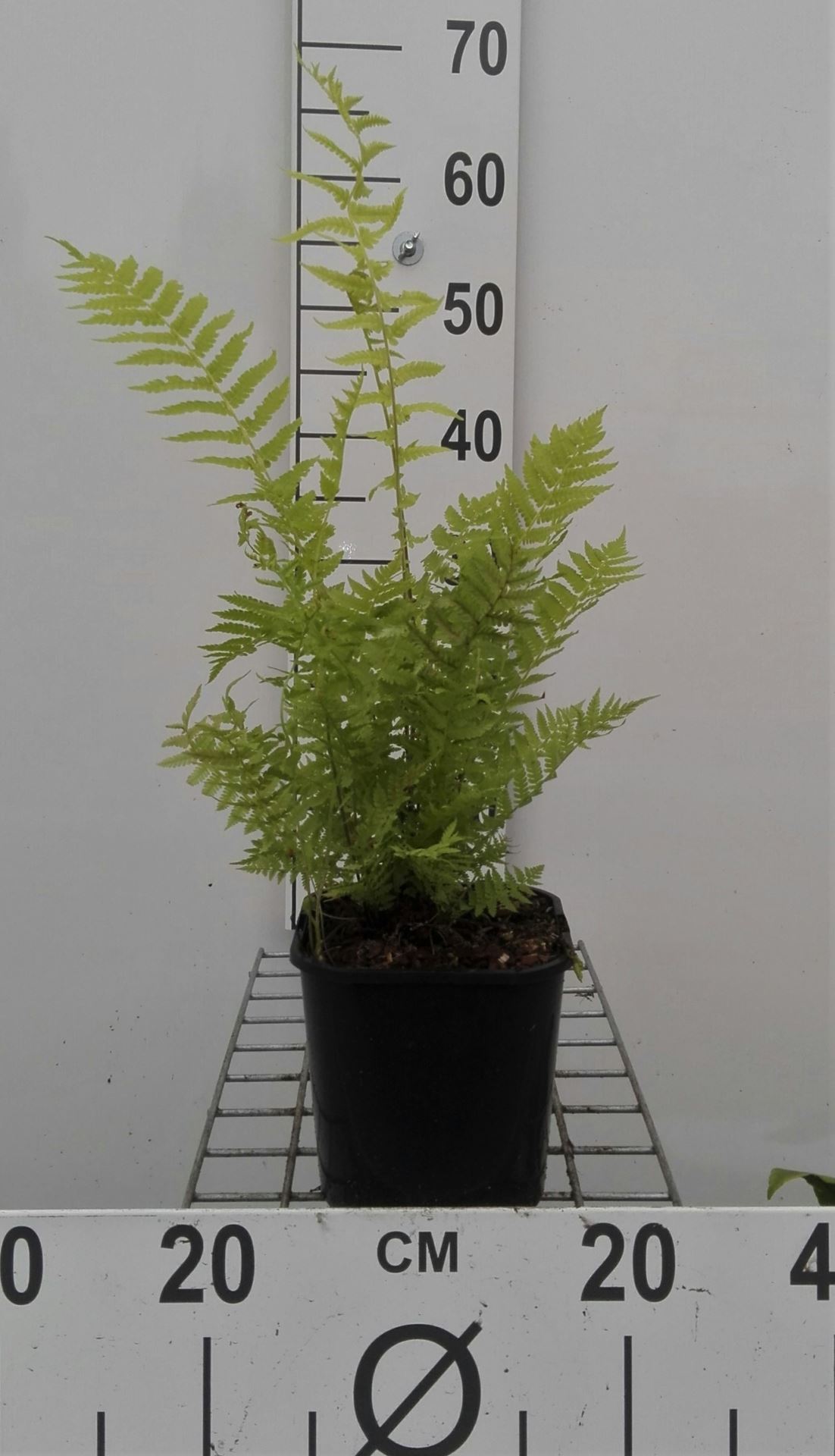 Matteuccia struthiopteris - pot 2L
