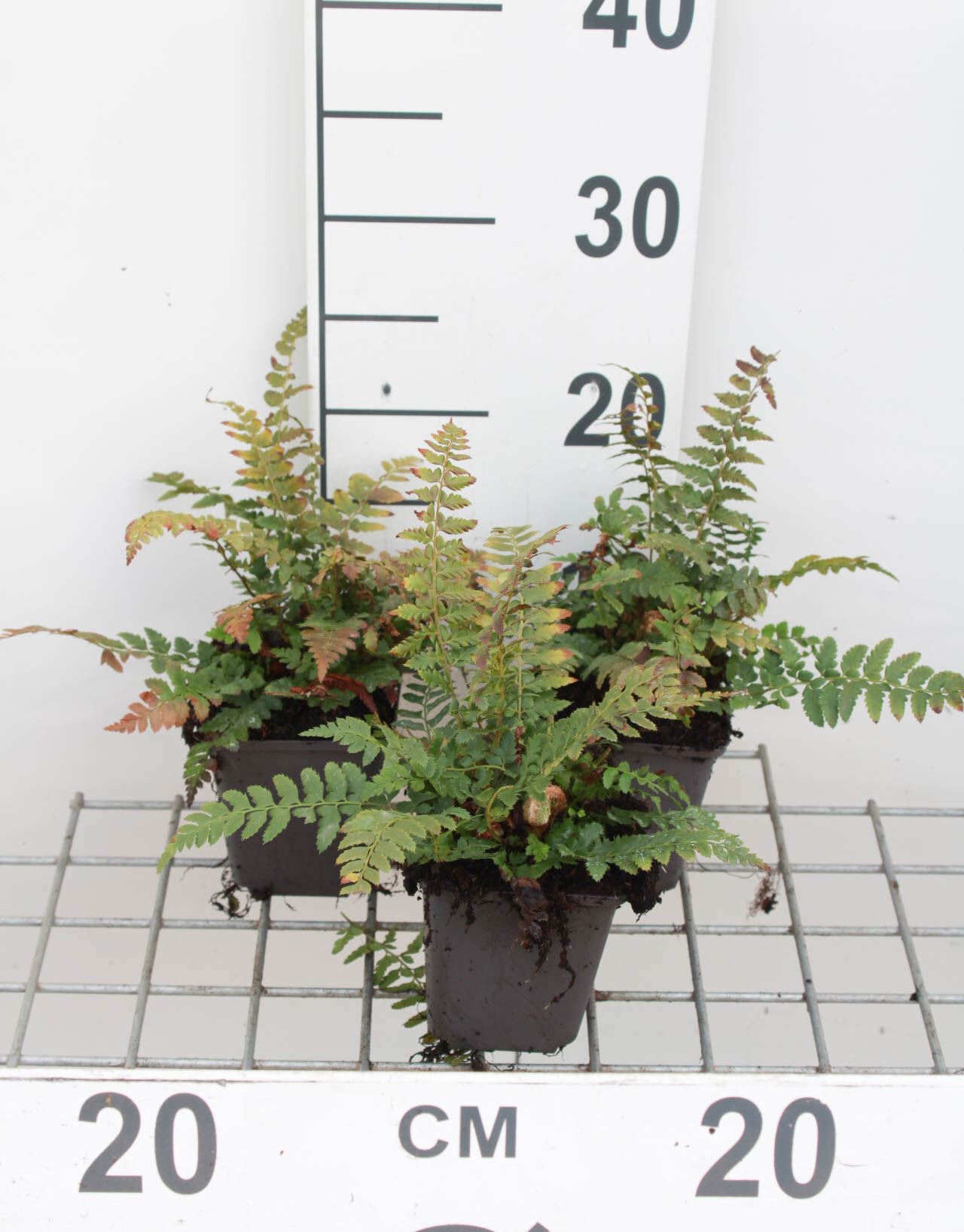 Polystichum aculeatum - pot 9x9 cm