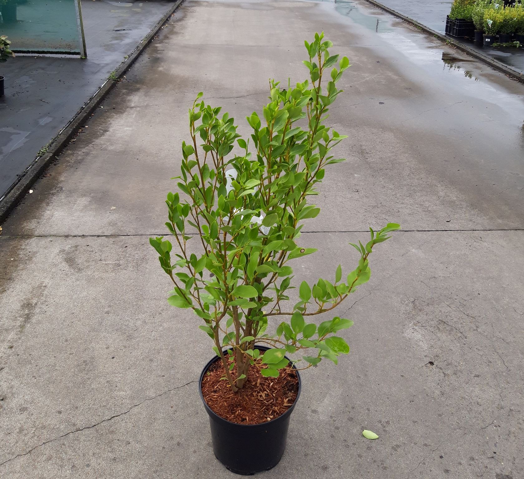 Griselinia littoralis - pot 10L - 80-100 cm